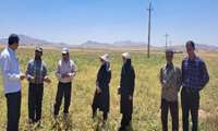 بازدید تیم یاوران تولید، از مزرعه نخود در شهرستان خدابنده